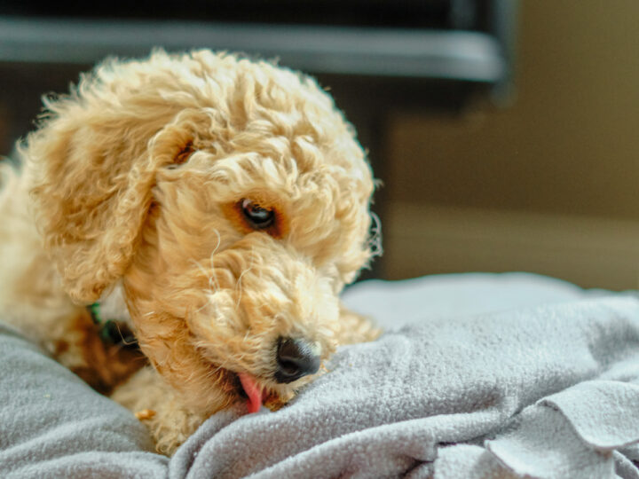 homemade dog treats with rolled oats